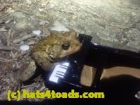 /home//u458753944/public_html/sourcegallery////////////////Roxborough Toad Detour/2026/2026-04-13/P4131617.JPG
